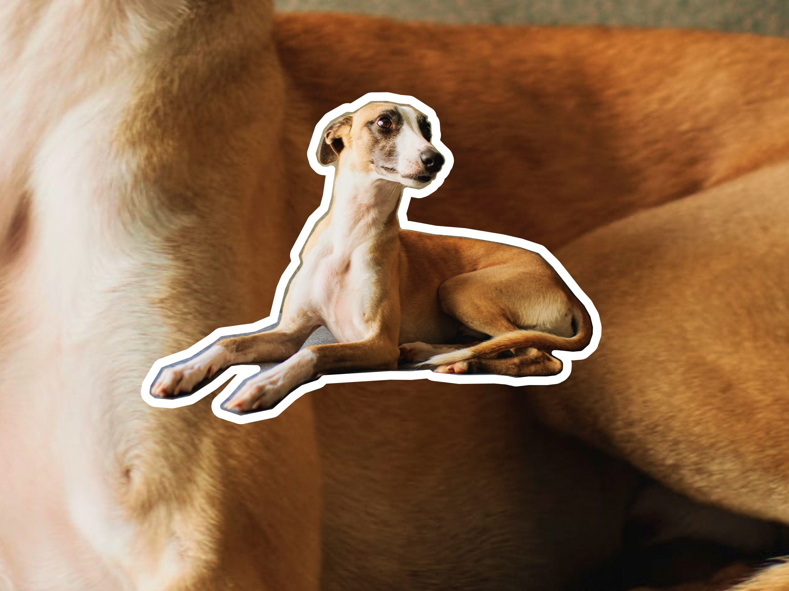 Greyhound dog breed profile